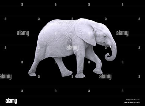 elefante blanco - pomerania blanco